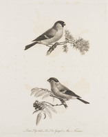KG 01412
          <br/>
          Vinken, mannetje en vrouwtje
          <br/>
          <em>Klein, Johann Adam (1792-1875)</em>